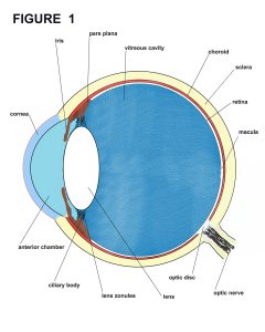 eye